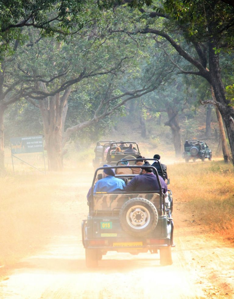 jungle safari (1)